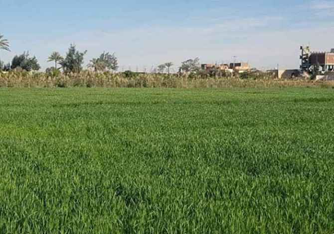 Truall ose Toke ne Durres - 20,000 Euro