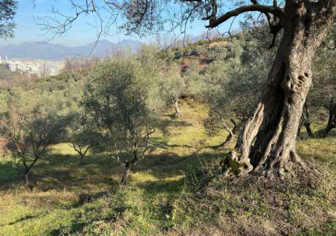 Truall ose Toke  ne Tirane - 161,000 Euro