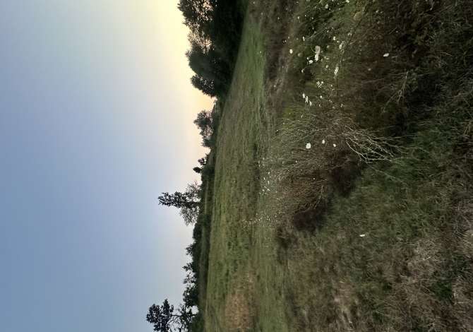 Truall ose Toke  ne Tirane - 202,500 Euro