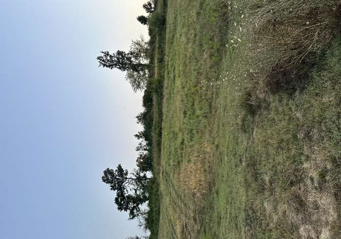 Truall ose Toke  ne Tirane - 202,500 Euro