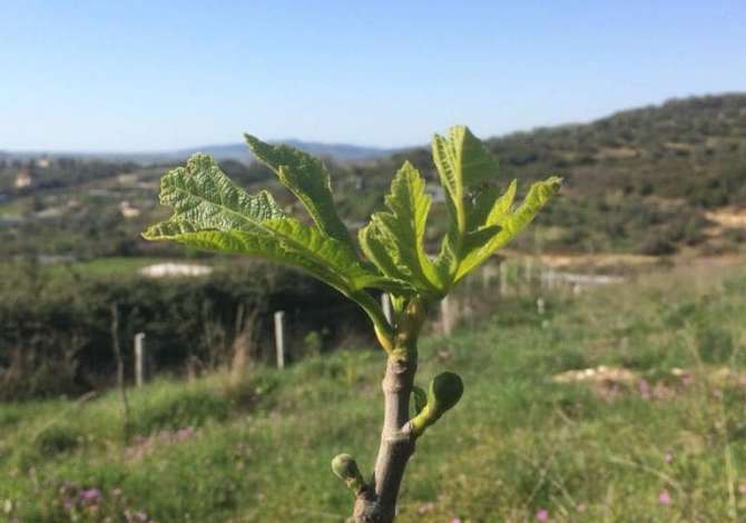 Truall ose Toke ne Vlore - 55,000 Euro