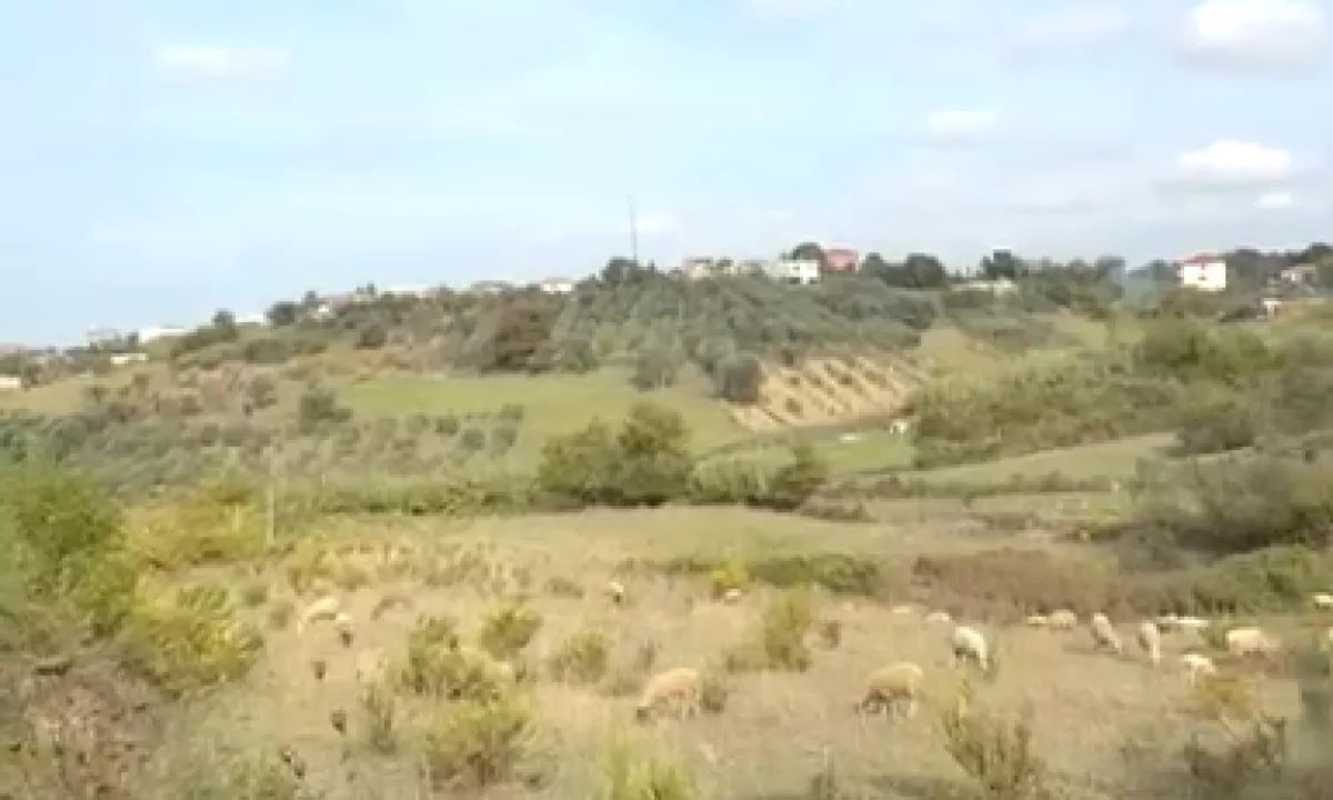 Foto 1