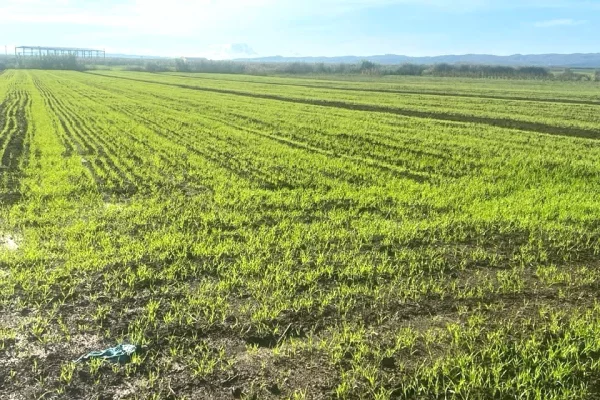 Truall ose Toke ne Durres - 36,000 Euro