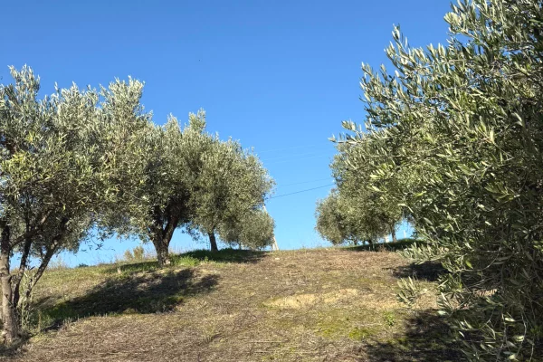 Truall ose Toke  ne Durres - 213,000 Euro