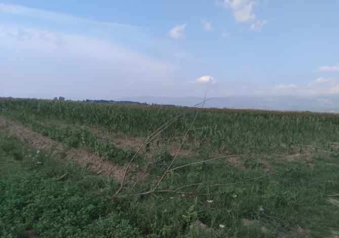 Truall ose Toke ne Durres - 50,000 Euro
