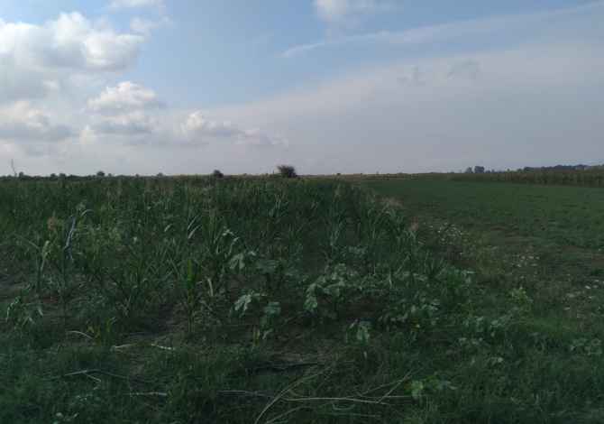 Truall ose Toke ne Durres - 50,000 Euro