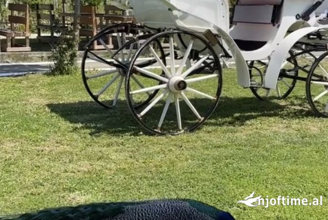 Ambient biznesi me qera 2+1 ne Durres - 1,000 Euro
