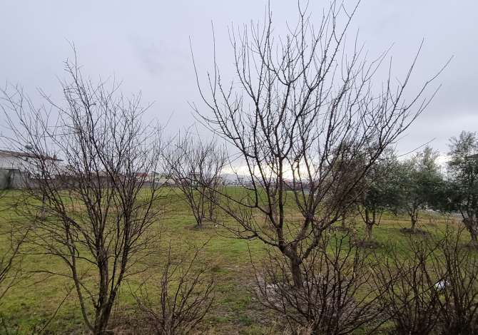 Truall ose Toke  ne Tirane - 315,000 Euro