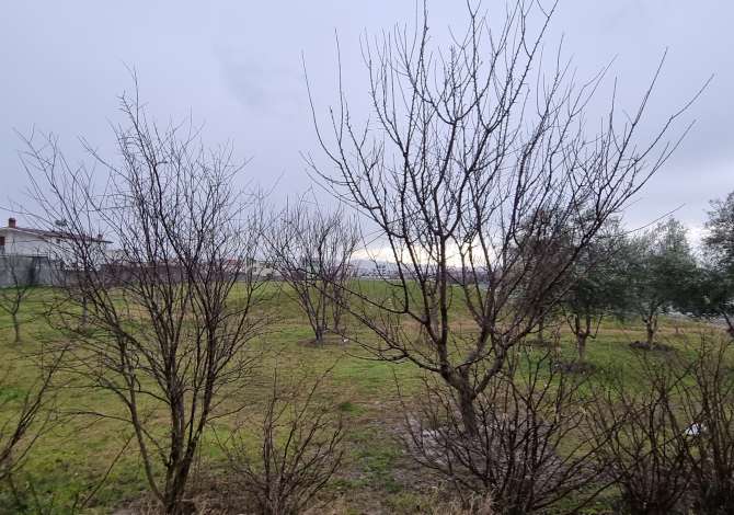 Truall ose Toke  ne Tirane - 315,000 Euro