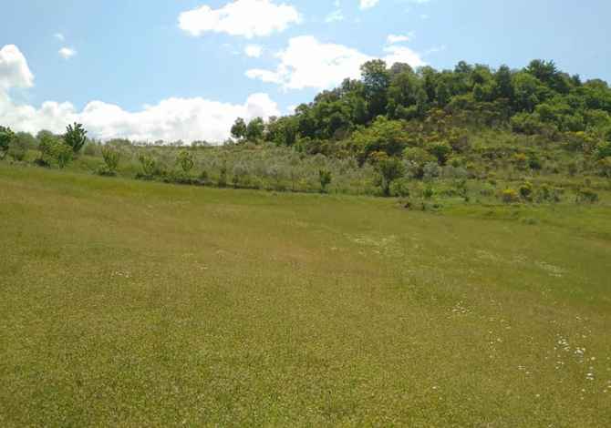Truall ose Toke ne Tirane - 41,250,000 Leke