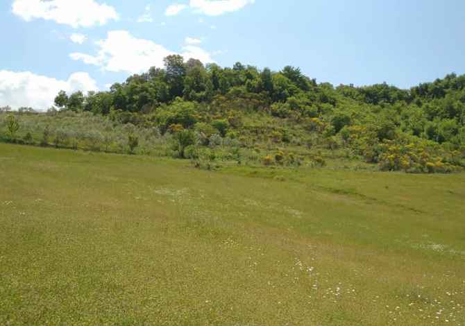 Truall ose Toke ne Tirane - 41,250,000 Leke