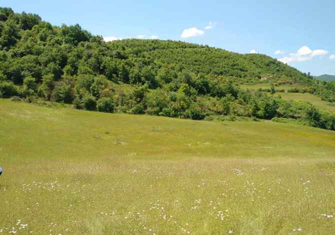Truall ose Toke ne Tirane - 41,250,000 Leke