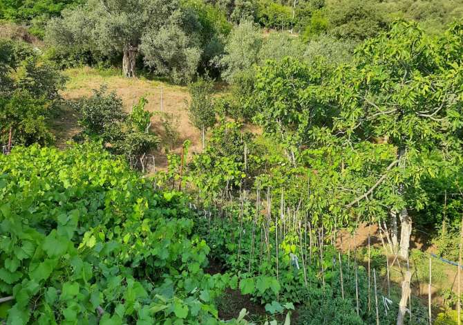 Truall ose Toke ne Tirane - 140,000 Euro