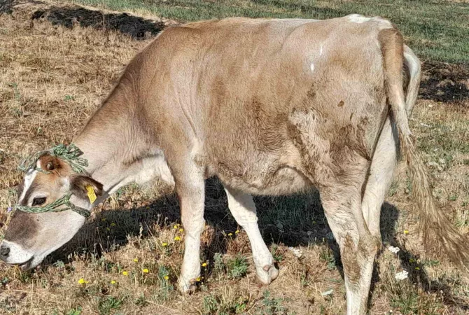 Kafshe e shpende ne Prishtine - 850 Euro