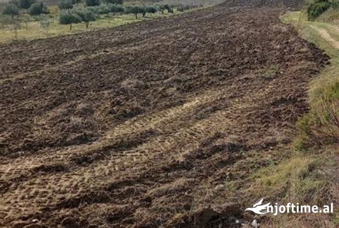 Truall ose Toke  ne Vlore - 20,000 Euro