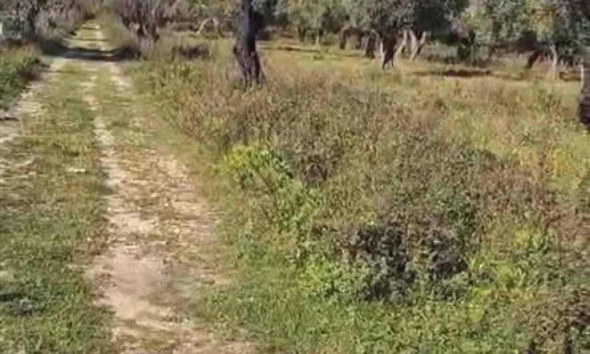 Shiten 1100 m2 toke ne Borsh Himare.