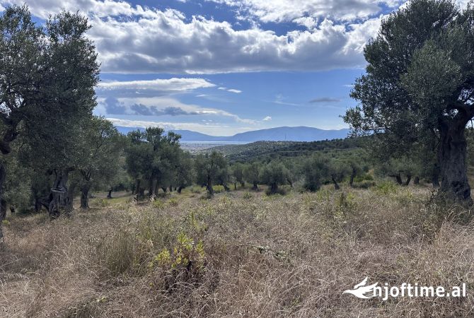 Truall ose Toke ne Vlore - 100,000 Euro