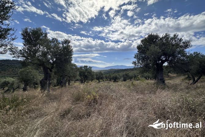 Truall ose Toke ne Vlore - 100,000 Euro