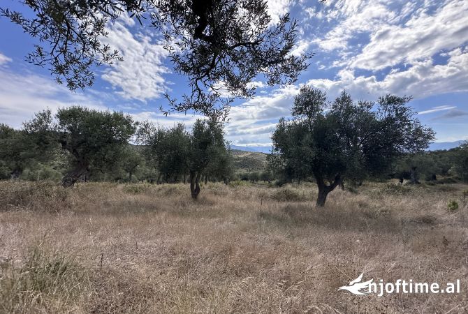 Toke ne shitje ne Bestrove,Vlore