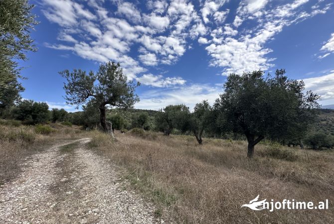 Toke ne shitje ne Bestrove,Vlore
