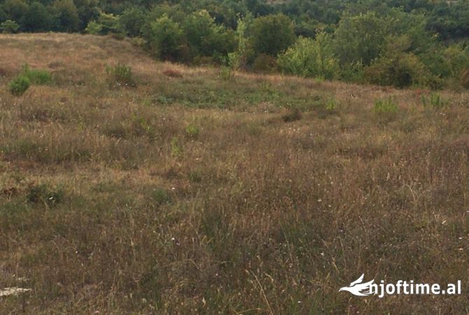 Truall ose Toke  ne Tirane - 275,000 Euro