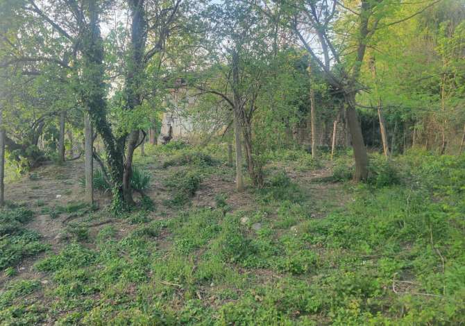 Shitet Toke edhe Truall, Linze.