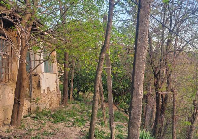 Truall ose Toke ne Tirane - 100,000 Euro