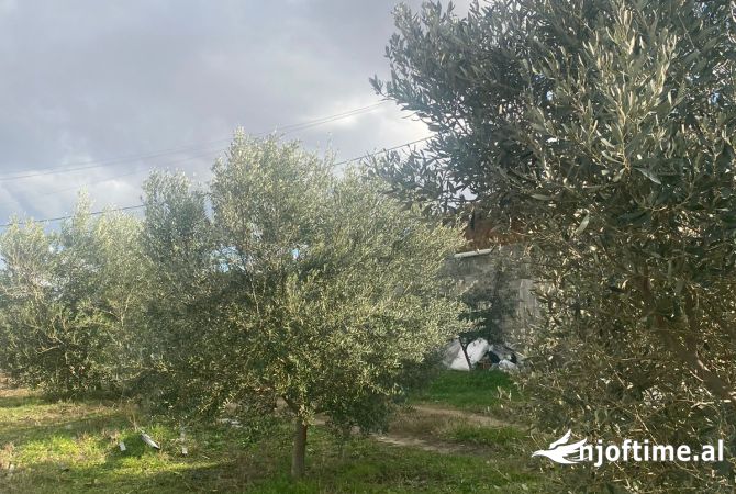 Truall ose Toke  ne Tirane - 350,000 Euro