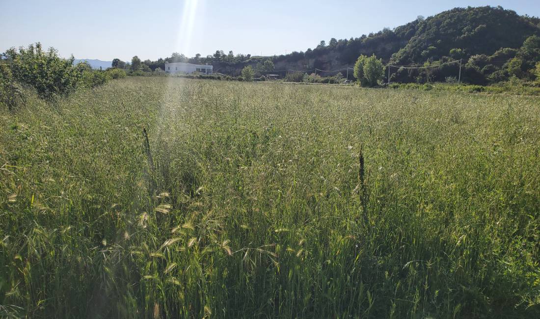 Shitet Toke Zall- Herr