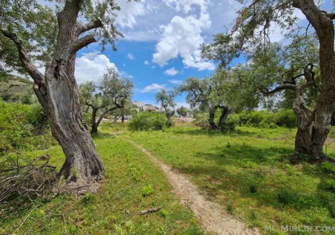 Truall ose Toke ne Tirane - 45,000 Euro