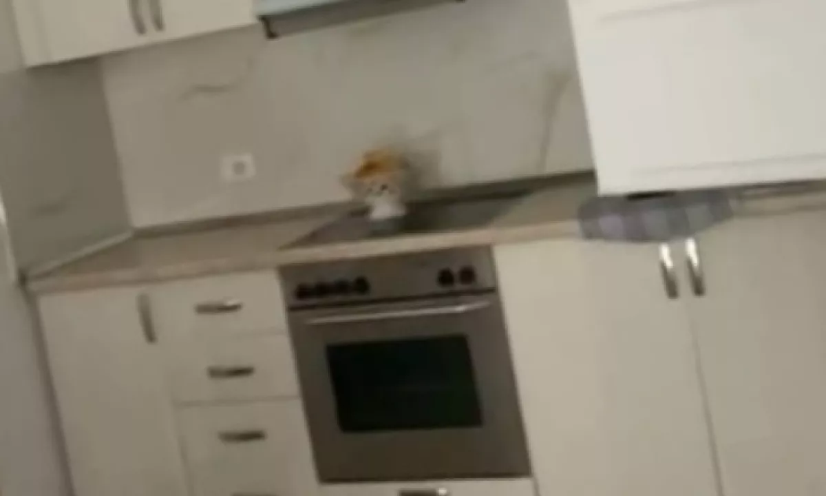 Foto 1