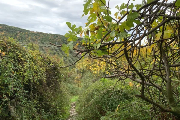 Shitet toke ne Dajt + Shtepi te Vjeter/110,000 euro