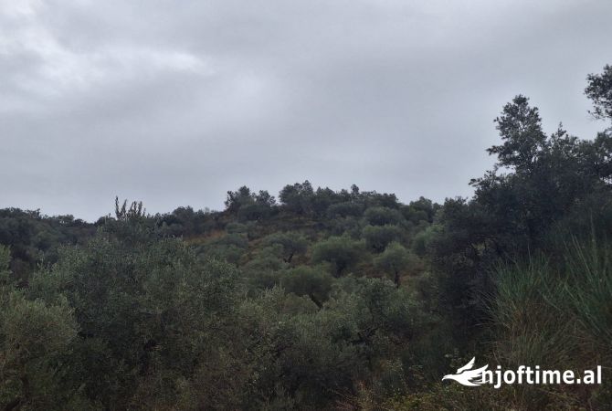 Truall ose Toke  ne Berat - 130,000 Euro