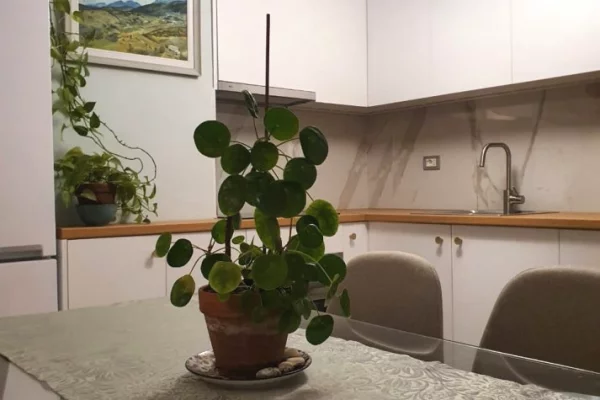 Shtepi me qera 1+1 ne Tirane - 600 Euro