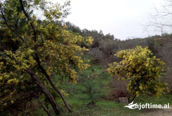 Terreno in vendita  a Tirana - 50,000 Euro