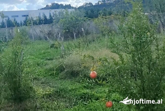 Truall ose Toke  ne Tirane - 730,000 Euro