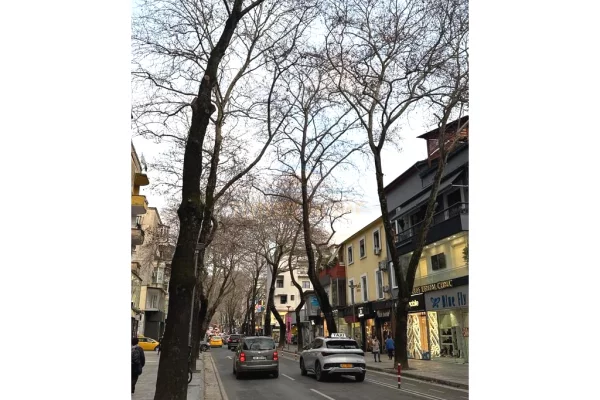  jepet per shitje Godine Biznesi 2 kateshe, Myslym Shyri, Tirane