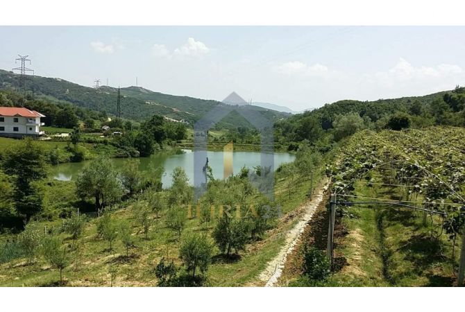 Truall ose Toke  ne Tirane - 490,000 Euro