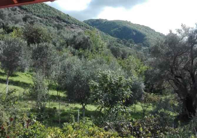 Truall ose Toke  ne Tirane - 240,000 Euro