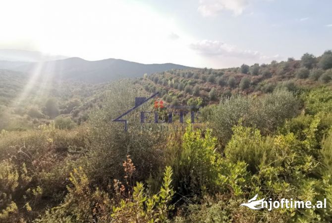 Truall ose Toke  ne Tirane - 140,000 Euro