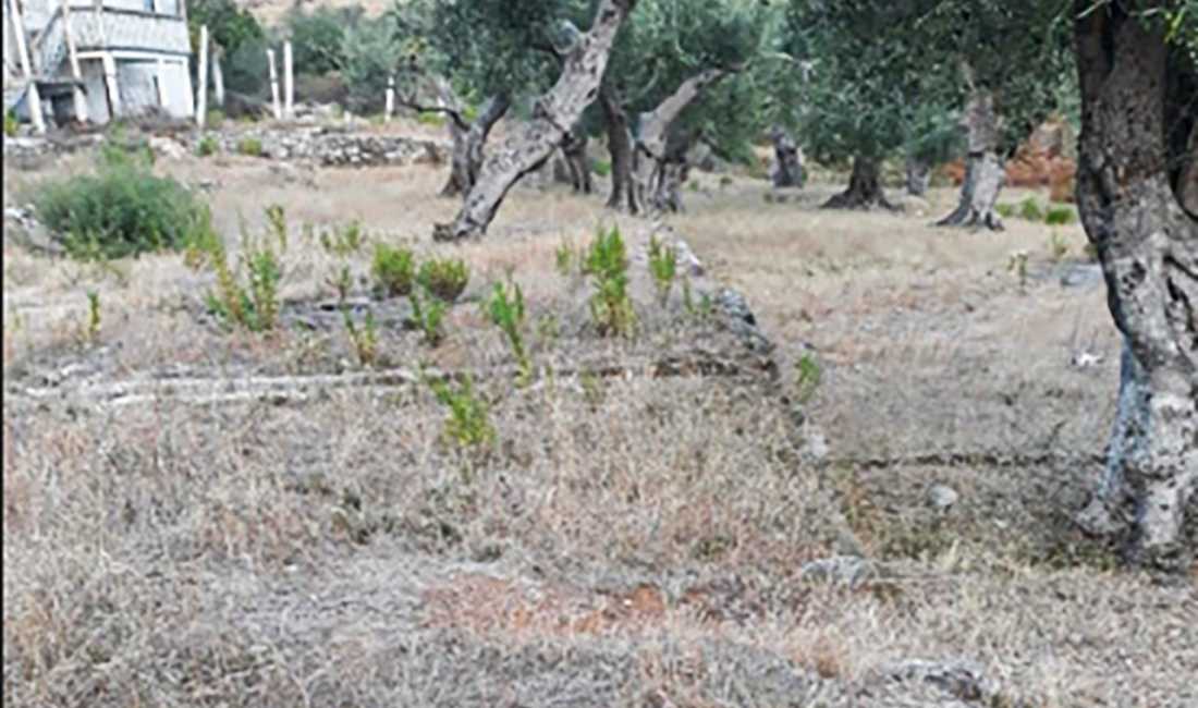 Foto 6