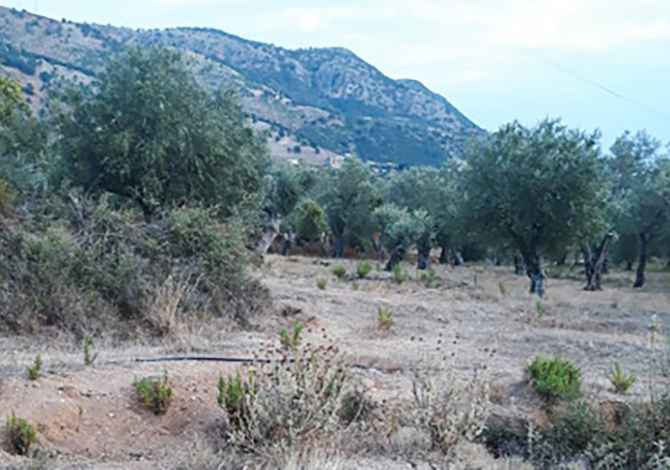 Truall ose Toke  ne Himare - 35,000 Euro
