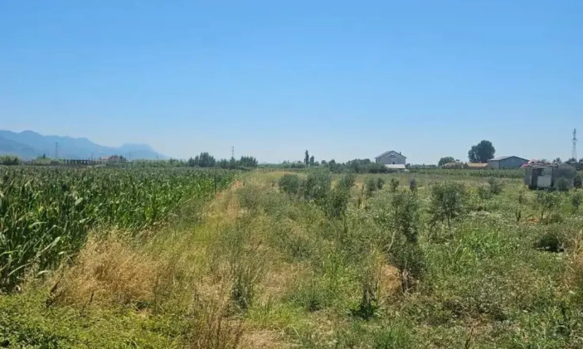 Foto 1