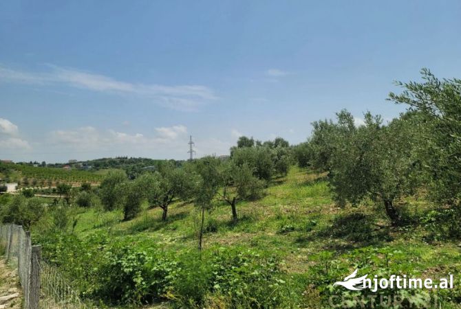 Truall ose Toke ne Durres - 273,000 Euro