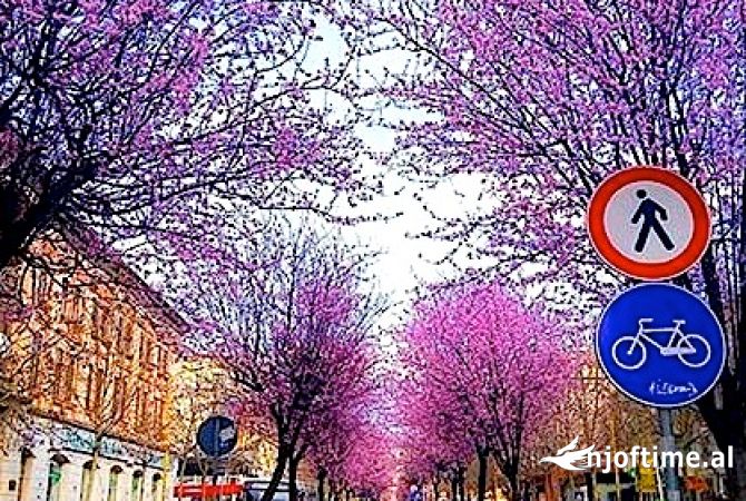 Shtepi me qera Garsoniere ne Tirane - 500 Euro