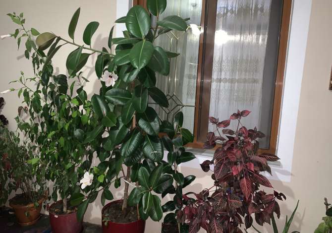Different articles  in Kruja - 3,000 Leke