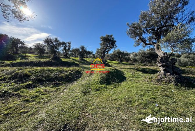 Truall ose Toke  ne Vlore - 52,000 Euro
