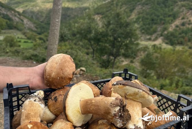 Different articles  in Shkodra - 1,000 Leke
