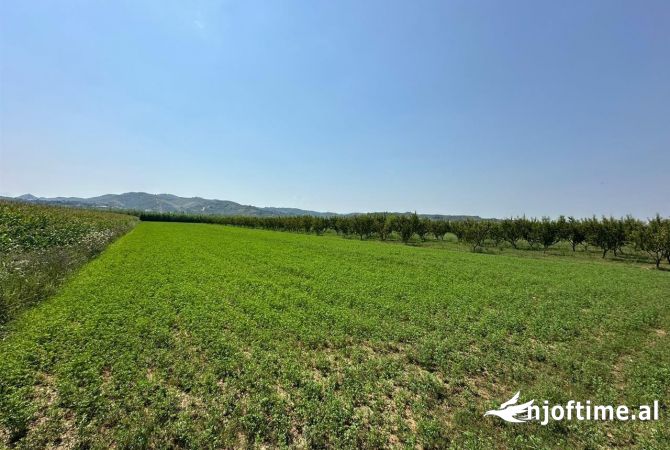 Truall ose Toke  ne Tirane - 250,000 Euro