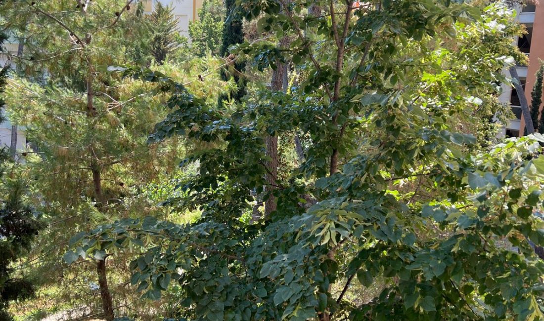 Foto 9